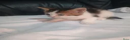 Mixed Breed cats for sale: 2 Happy and healthy Kittens - Advert 4