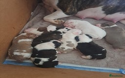 Old Tyme Bulldog dogs for sale: Old tyme bulldogs puppies for sale. - Image 4