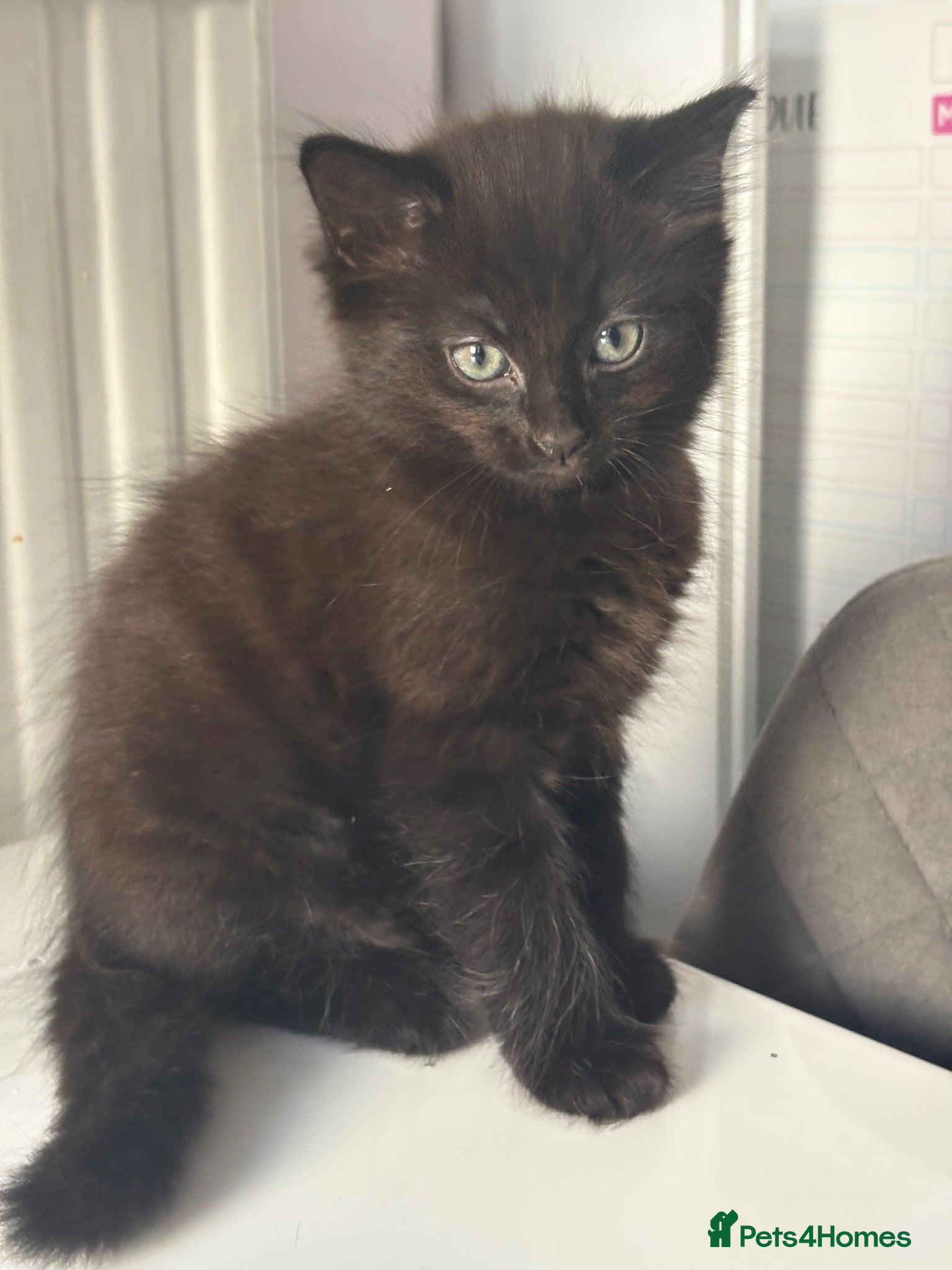 Mixed Breed cats 4 Kittens for Sale. Ready for Their Forever Homes - Advert 1