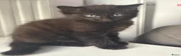 Mixed Breed cats for sale: 4 Kittens for Sale. Ready for Their Forever Homes - Advert 1