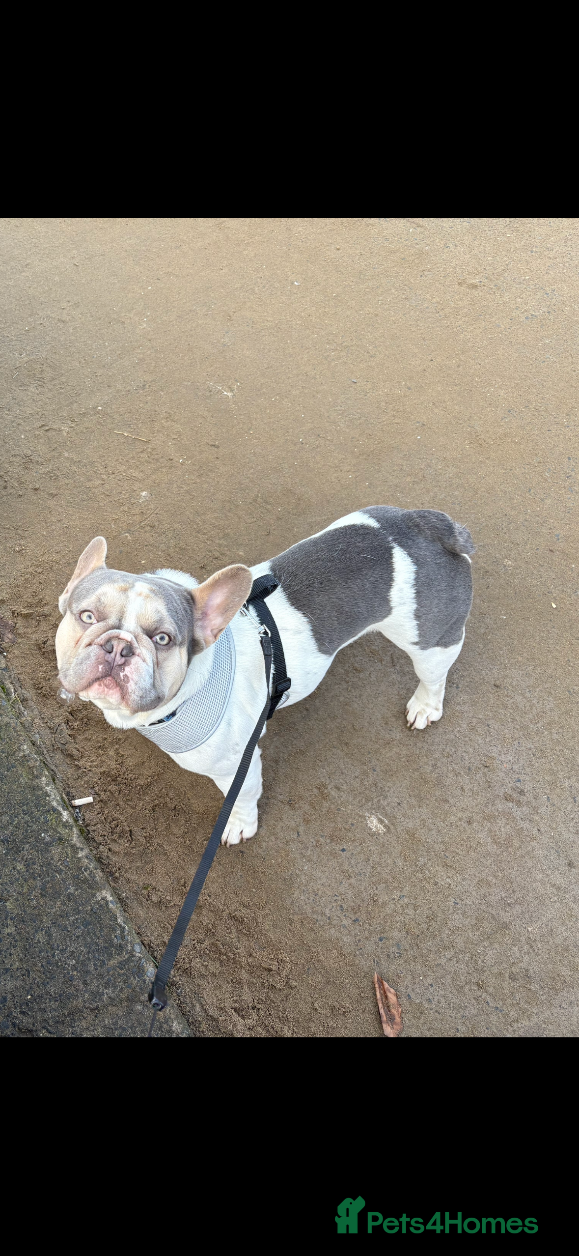 French Bulldog dogs French Bulldog For Stud - Advert 1