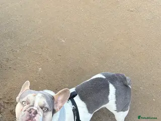 French Bulldog dogs French Bulldog For Stud - Advert 1