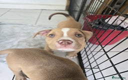 American Bully dogs for sale: Super chunky pocket bullies Ready to leave! - Image 14