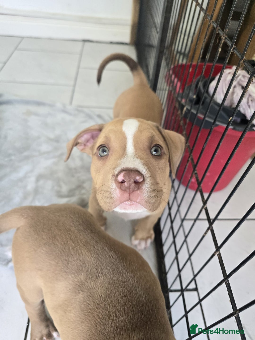 American Bully dogs for sale: Super chunky pocket bullies Ready to leave! - Image 14