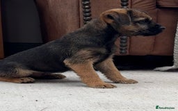 Border Terrier dogs for sale: 🧡Fabulous KC Border Terrier Girl - Image 4