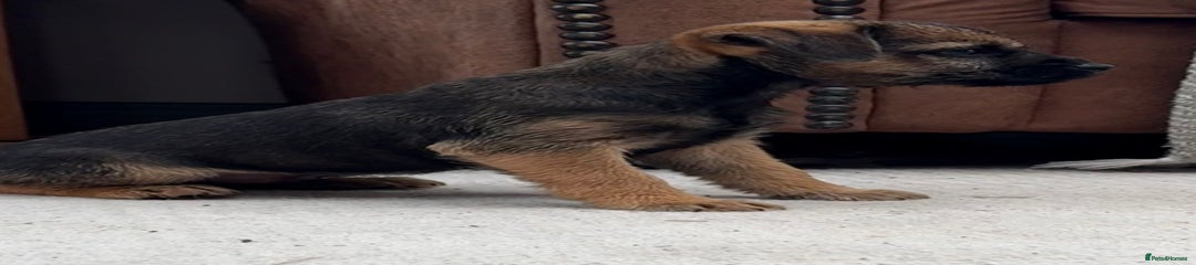 Border Terrier Puppy 2