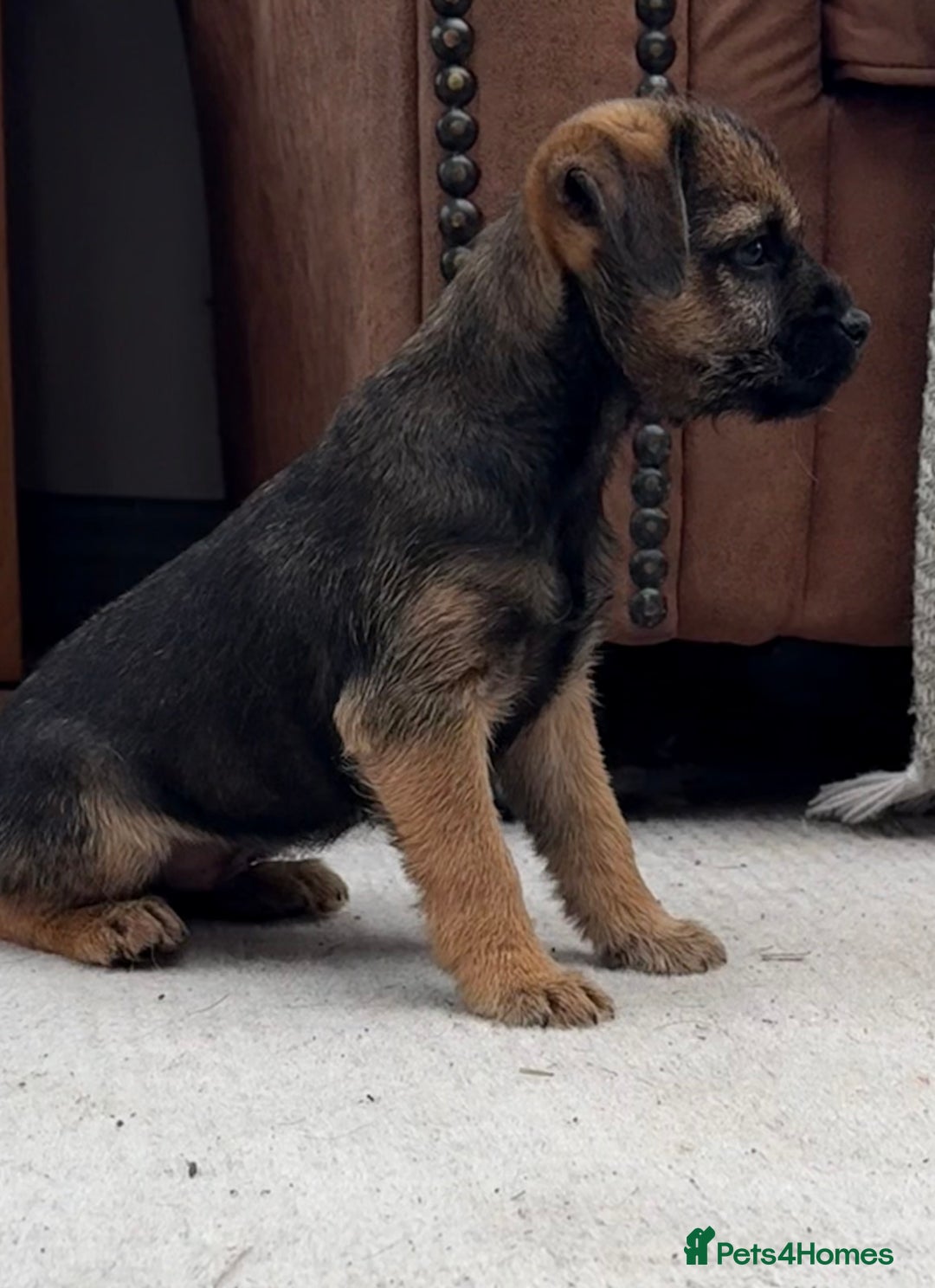 Border Terrier dogs for sale: 🧡Fabulous KC Border Terrier Girl - Image 4