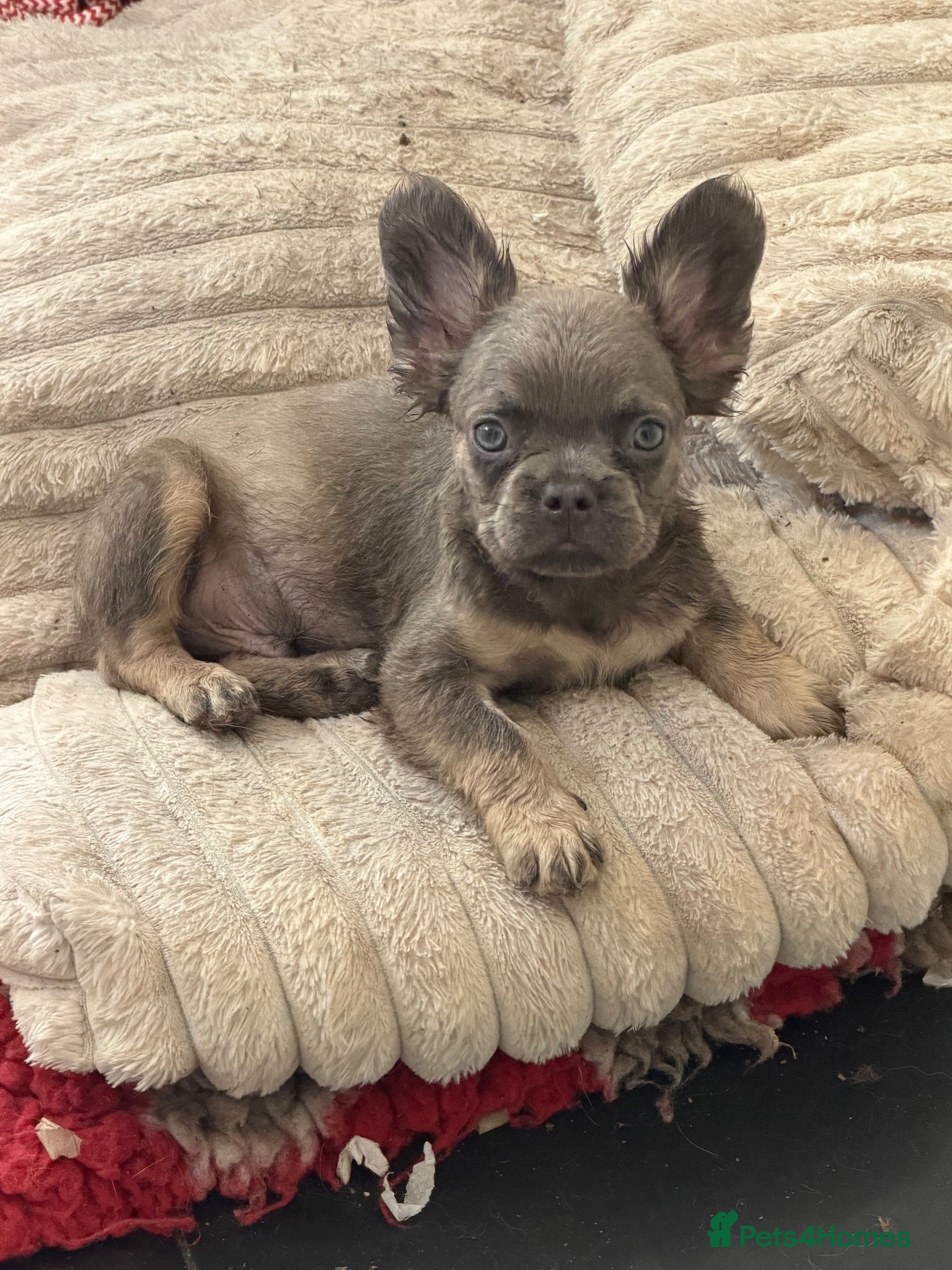French Bulldog dogs French bulldog puppies  - Advert 3