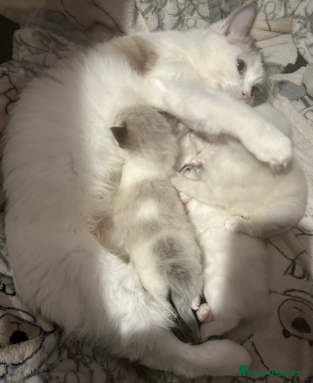Ragdoll cats for sale: Seal Tabby Point & white Biocolour Ragdoll kittens - Advert 2