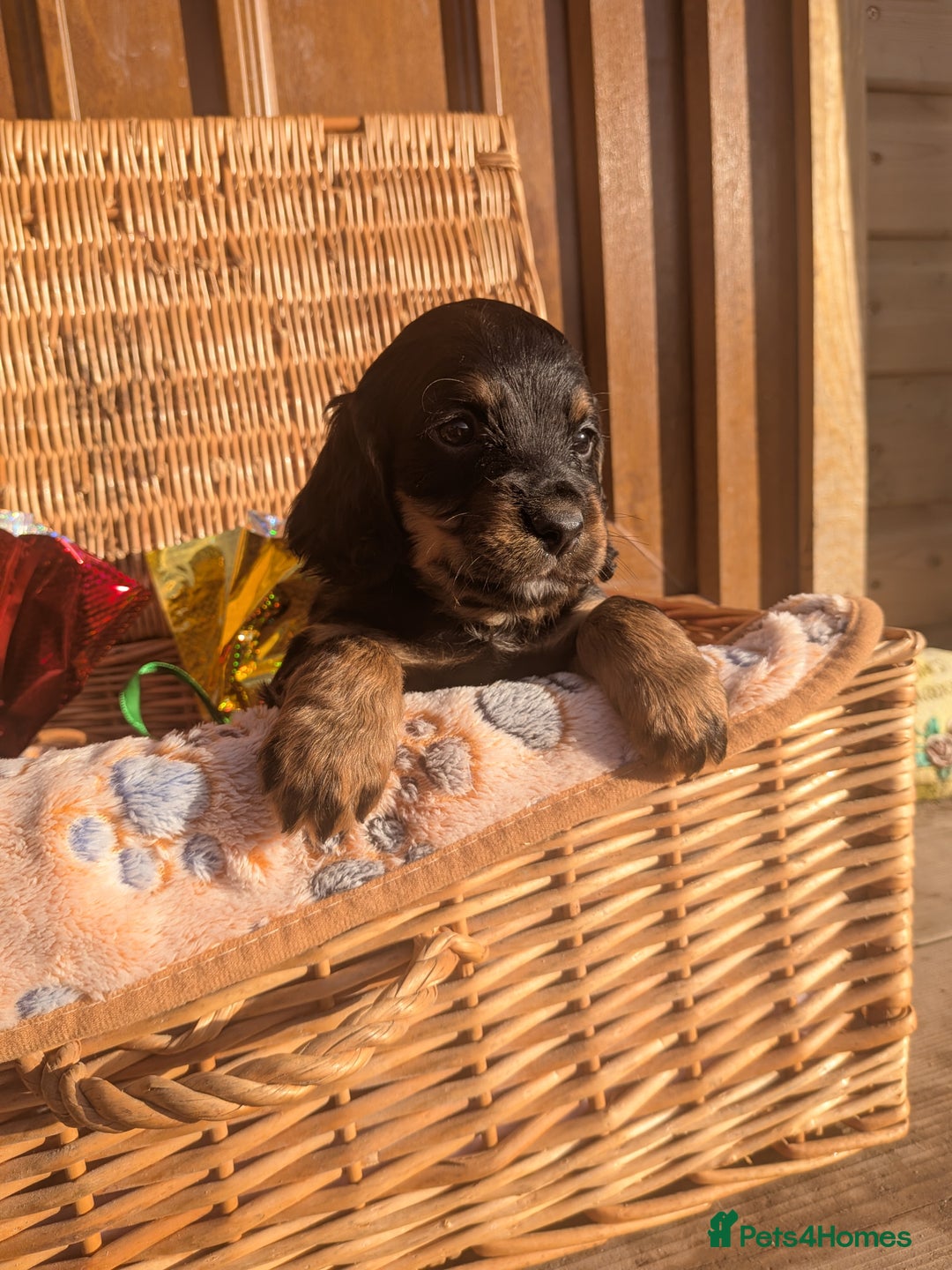 Cocker Spaniel dogs for sale: Working cocker spaniels  - Advert 7