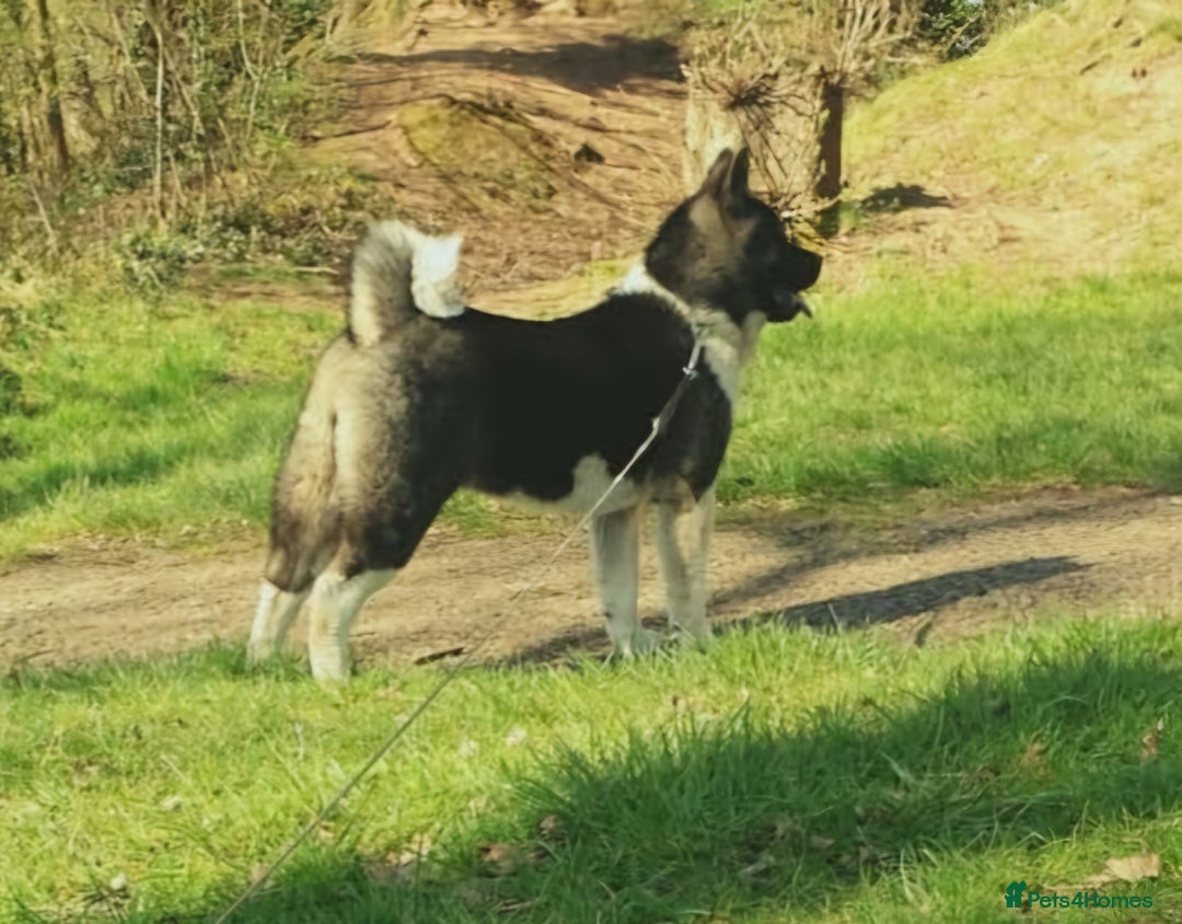 Akita dogs for sale: Kc registered beautiful akita pups  - Advert 8