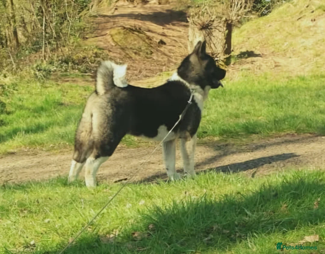 Akita dogs for sale: CHAMPION SHOW potential KC REG AKITA PUPPIES   - Advert 10