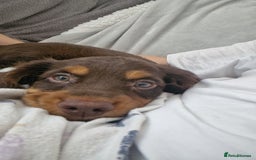 Mixed Breed dogs for sale: Cockerpoo - Image 7