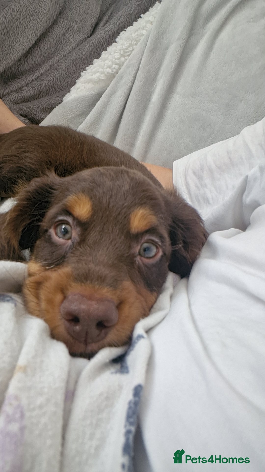 Mixed Breed dogs for sale: Cockerpoo - Image 7