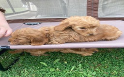 Cockapoo dogs for sale: ⭐️⭐️⭐️⭐️⭐️ F1 apricot Toy Cockapoo Puppies  - Image 8