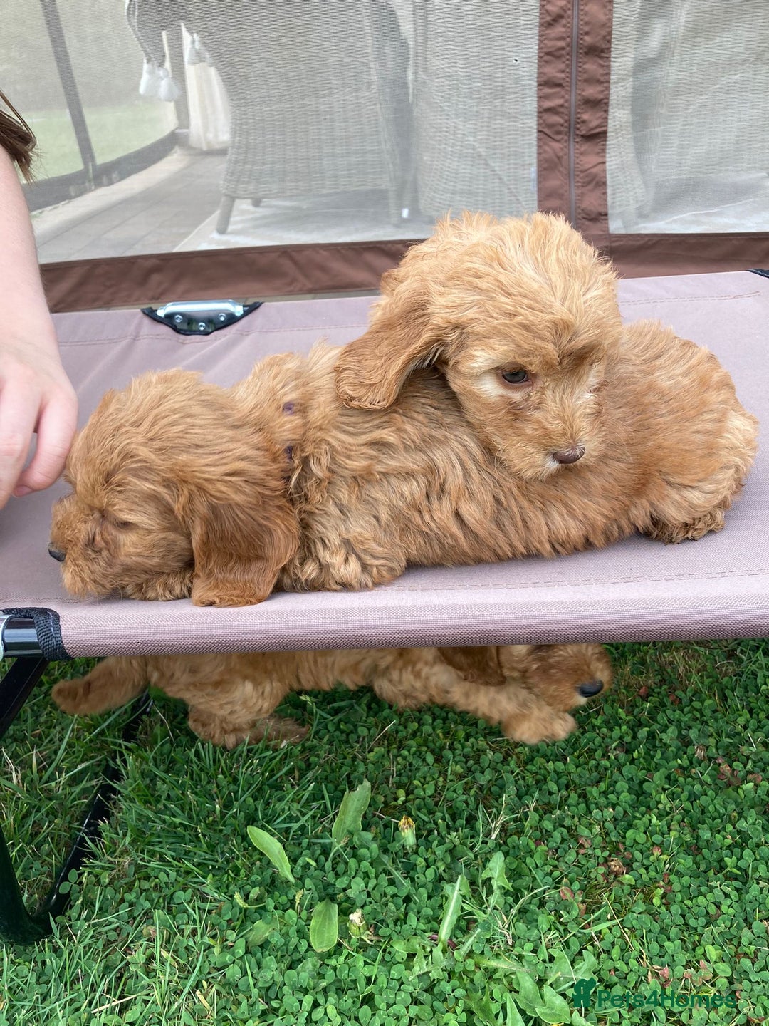 Cockapoo dogs for sale: ⭐️⭐️⭐️⭐️⭐️ F1 apricot Toy Cockapoo Puppies  - Image 8