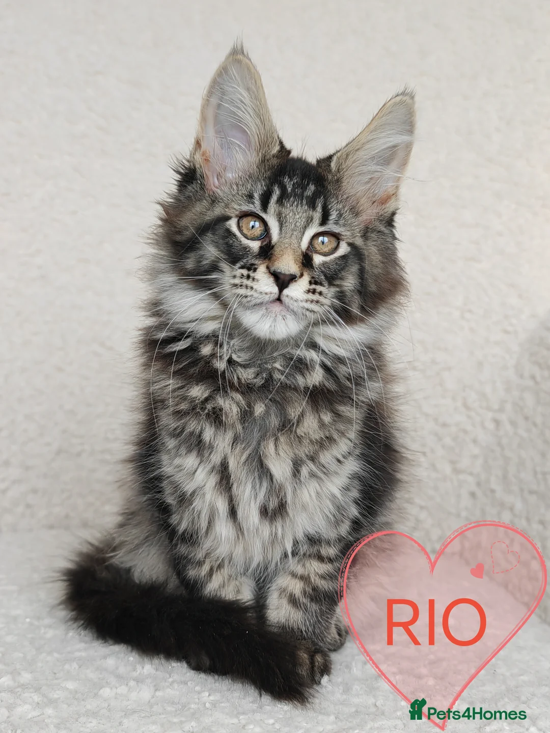 Maine Coon cats for sale: Full pedigree Maine Coon kittens - Advert 2