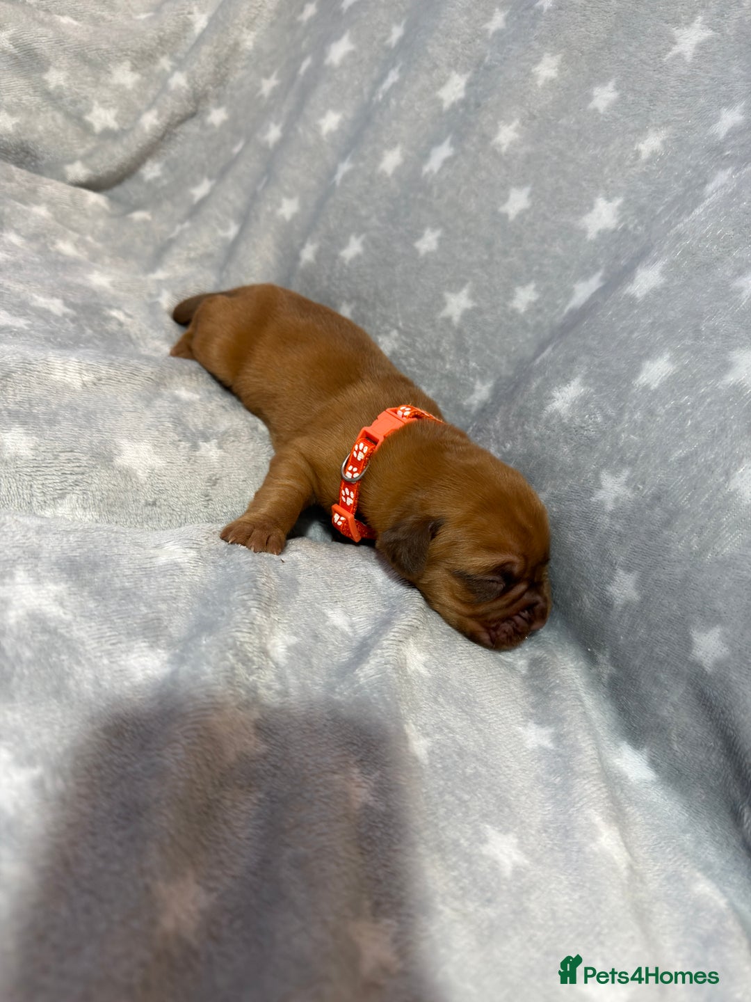Dogue De Bordeaux dogs for sale: Beautiful Dogue De Bordeaux Puppies - Advert 22
