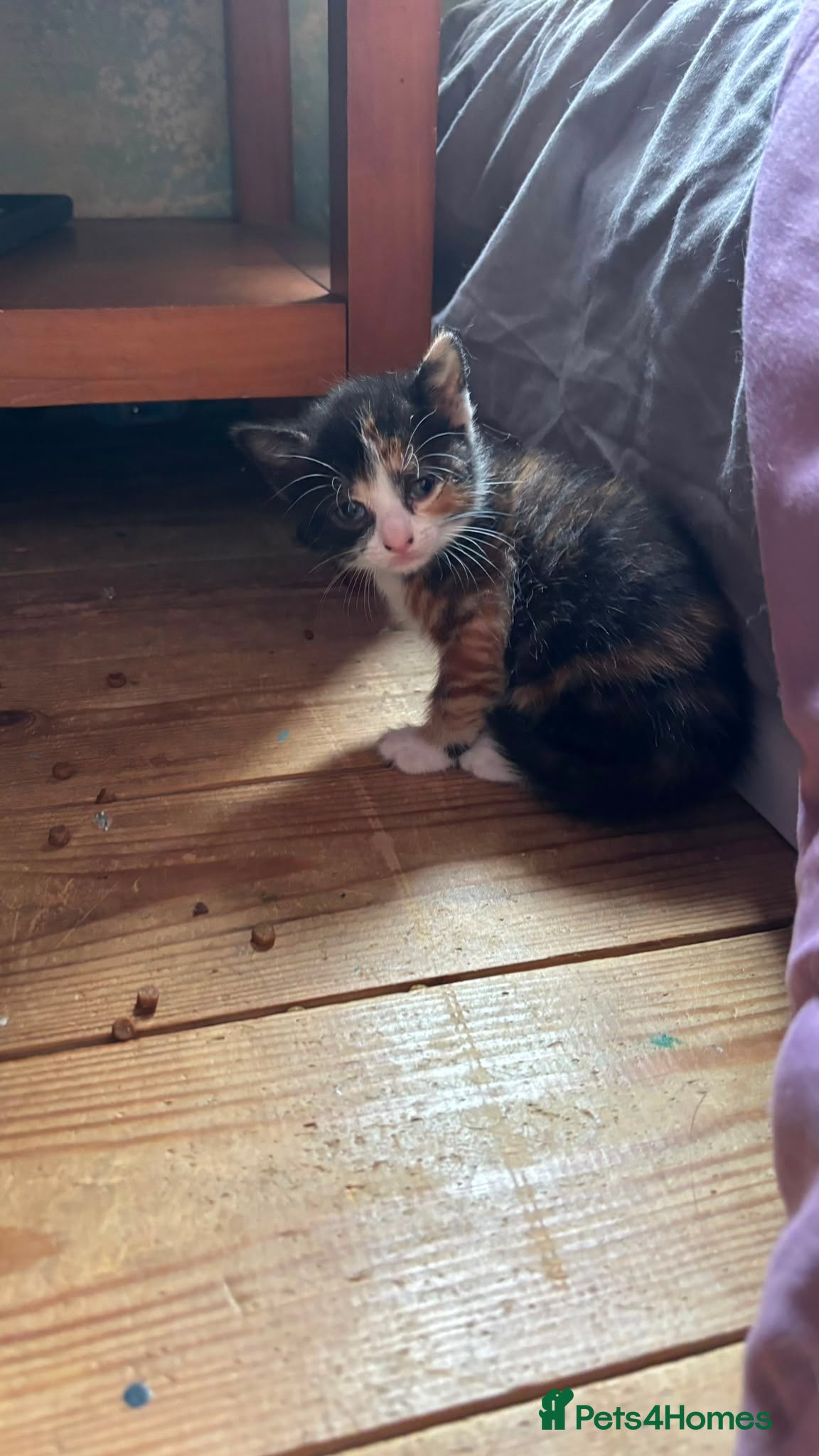 British Shorthair cats for sale: 4 mixed British shorthair gorgeous kittens - Advert 8