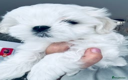 Maltese dogs for sale: 🌟Stunning Tiny Korean Maltese KC Reg🌟 - Advert 11