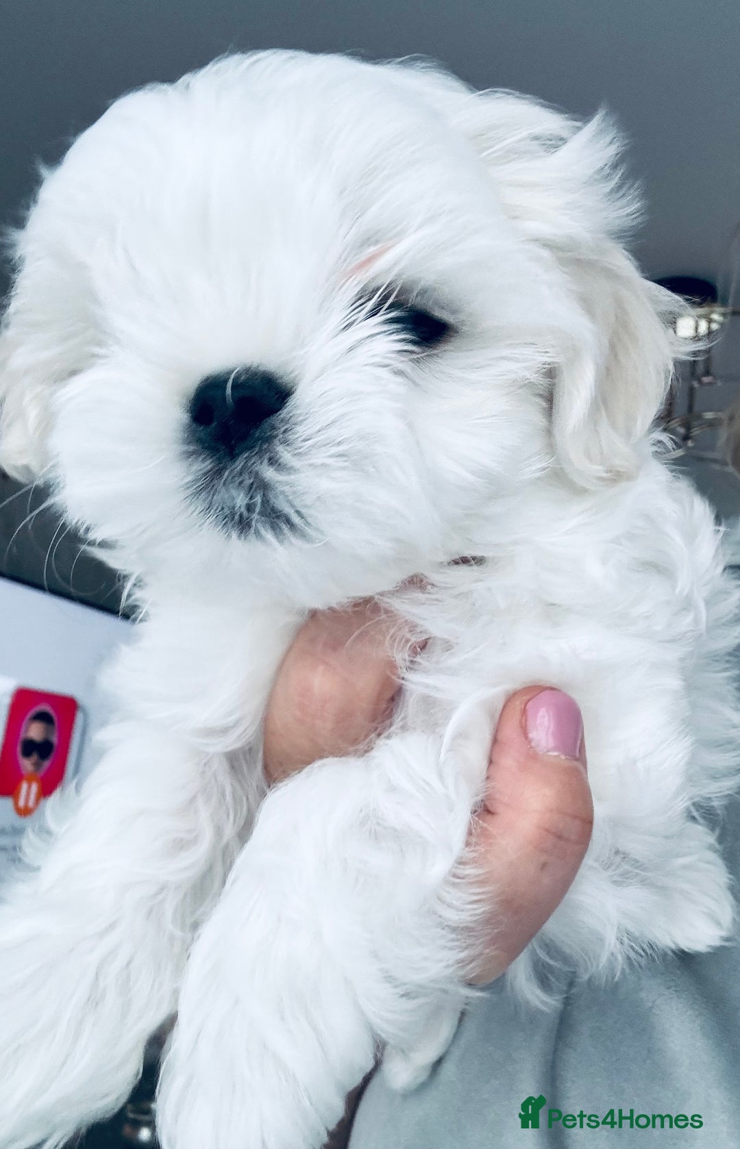 Maltese dogs for sale: 🌟Stunning Tiny Korean Maltese KC Reg🌟 - Advert 11