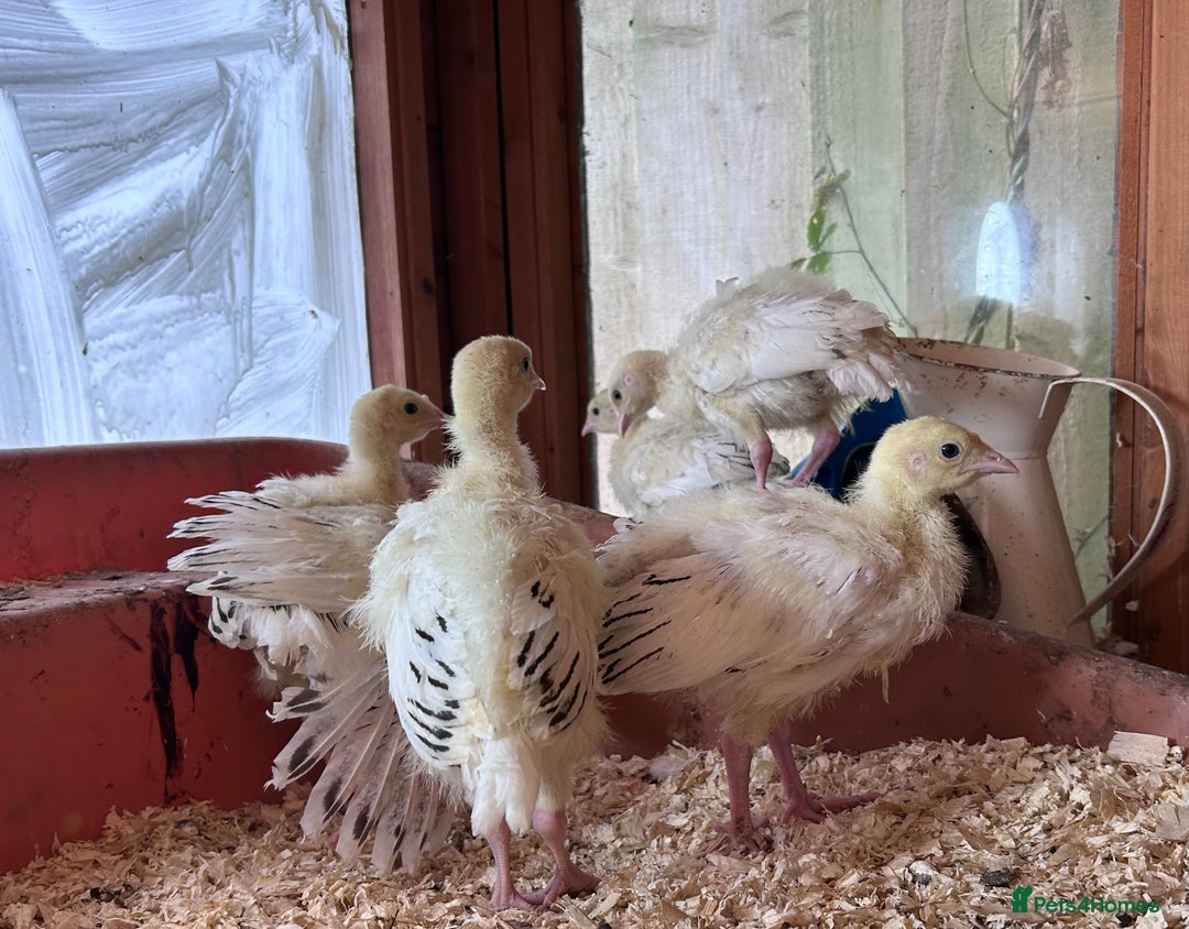Turkeys poultry for sale: Sweet grass turkey poults - Image 3
