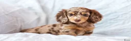 Miniature Dachshund dogs for sale: 🐾 MINIATURE LONG HAIRED DACHSHUND PUPPIES 🐾 - Advert 7
