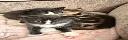 Mixed Breed cats for sale: 3 male kittens  in Hayes - Advert 3