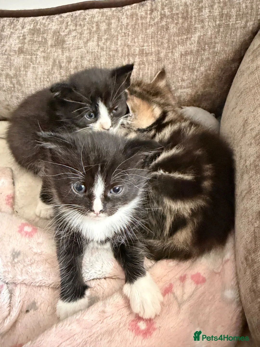Mixed Breed cats for sale: 3 male kittens  in Hayes - Advert 3