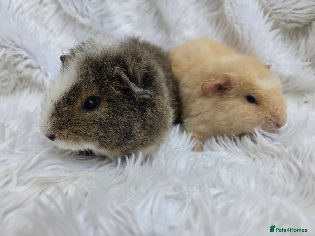 Guinea Pig rodents for sale: Pure Breed Teddy Females - Image 5