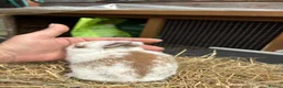 Lionhead rabbits for sale: Lion heads  - Advert 11