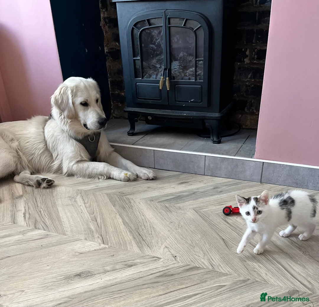 Mixed Breed cats for sale: One female ready for her new home  - Advert 2
