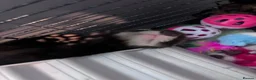Ferret rodents for sale: 2 Male Part Angorra Hob Kits - Advert 2