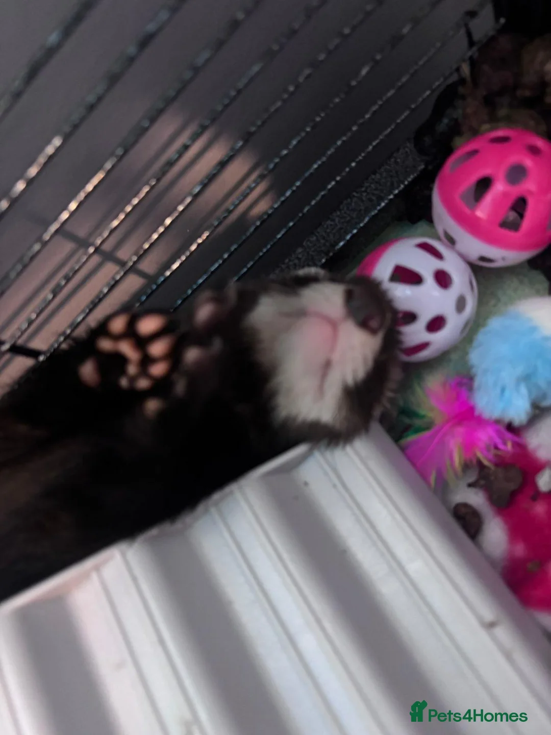 Ferret rodents for sale: 2 Male Part Angorra Hob Kits - Advert 2