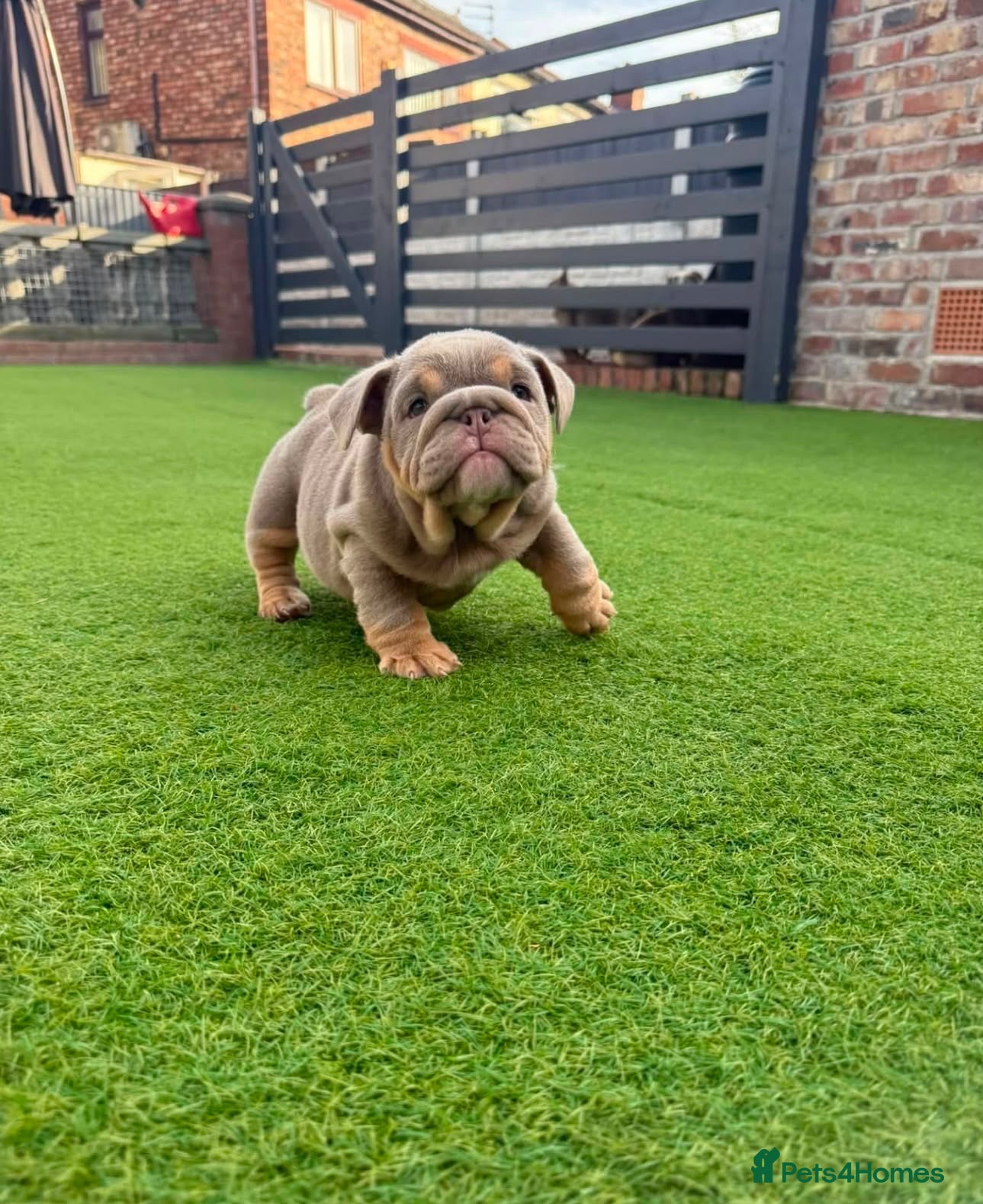 English Bulldog dogs English Bulldogs  - Advert 1