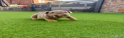 English Bulldog dogs for sale: English Bulldogs  - Advert 1