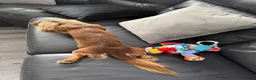 Miniature Dachshund dogs for sale: Longhaired Miniature Dachshund  - Advert 6