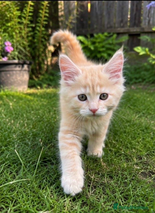Maine Coon cats 1 boy left very Rare Maine Coon Kitten TICA Active - Advert 2