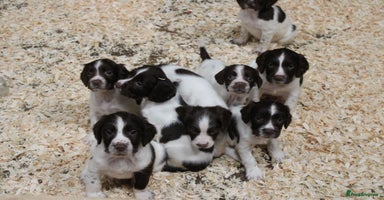English Springer Spaniel dogs - Advert 2