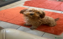 Cavapoo dogs for sale: Beautiful cavapoos  - Advert 2