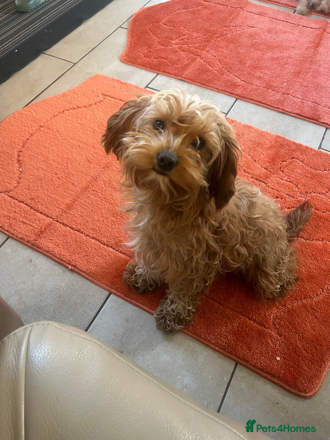 Cavapoo dogs for sale: Beautiful cavapoos  - Advert 2