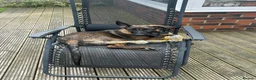 German Shepherd dogs for sale: Dutch herder X GSD  in Wakefield - Advert 4
