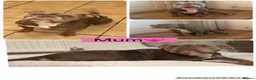 English Bulldog dogs for sale: Very rare 6 English bulldogs  - Advert 1