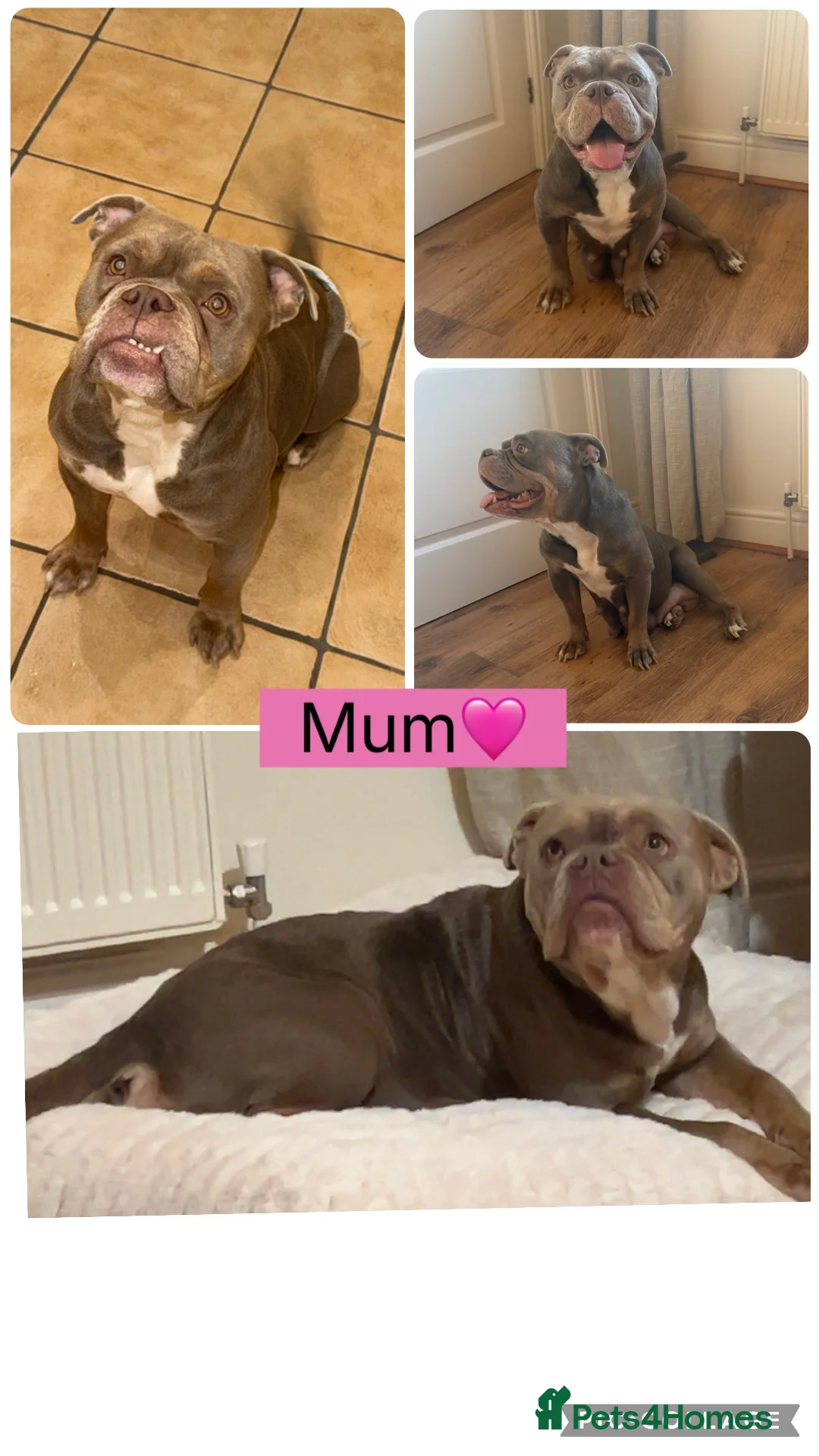 English Bulldog dogs for sale: Very rare 6 English bulldogs  - Advert 1