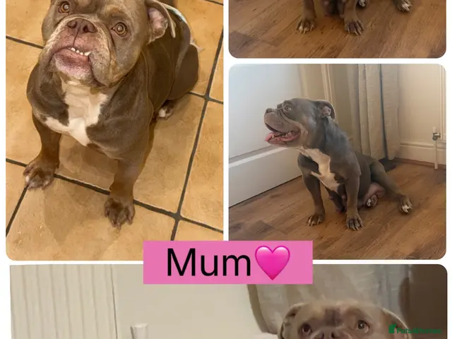 English Bulldog dogs for sale: VERY RARE 6 ENGLISH BULLDOGS - Advert 2