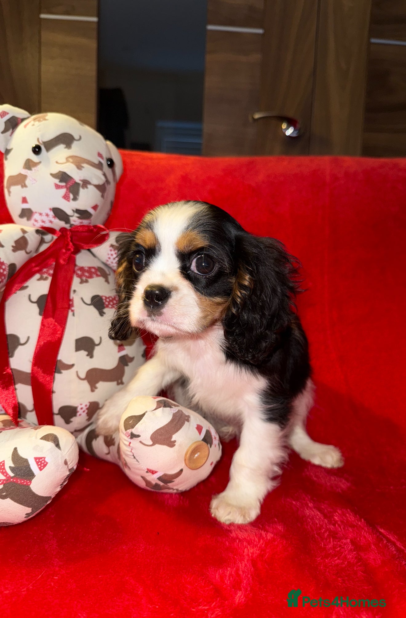 Cavalier King Charles Spaniel dogs 💙🩵Stunning Tri cavalier Boys 💙🩵 - Advert 6