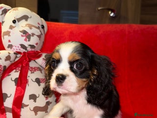 Cavalier King Charles Spaniel dogs 💙🩵Stunning Tri cavalier Boys 💙🩵 - Advert 6