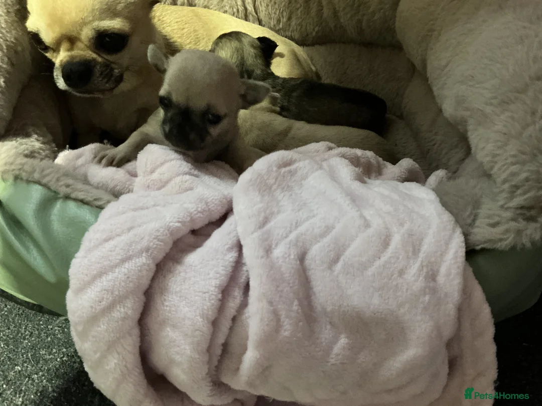 Chihuahua dogs for sale: Chihuahuas  - Advert 6