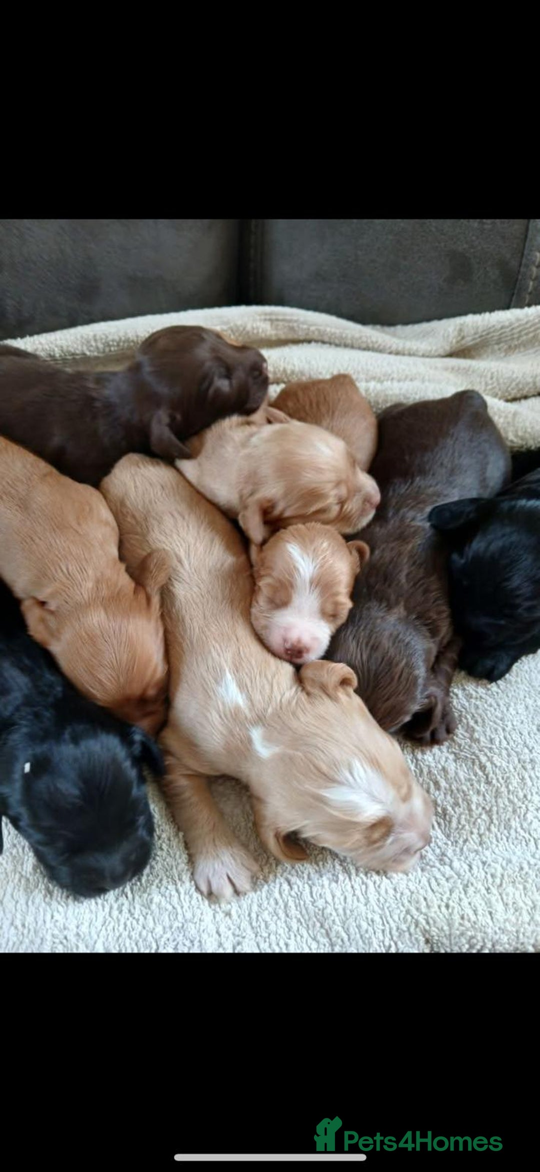 Sprocker dogs for sale: Beautiful cocker x sprocker pups - Image 2