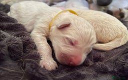 White Swiss Shepherd dogs for sale: White Swiss Shepherd Puppies 🐾🍼KC Registered - Image 5